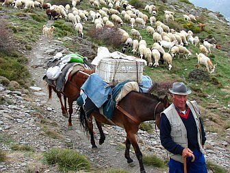 Photo of Sheppard with horse and sheep in the mountains of Sierra Nevada