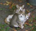 Los Tres Foto: Los Tres