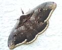 Mariposa apollo Foto: Mariposa apollo
